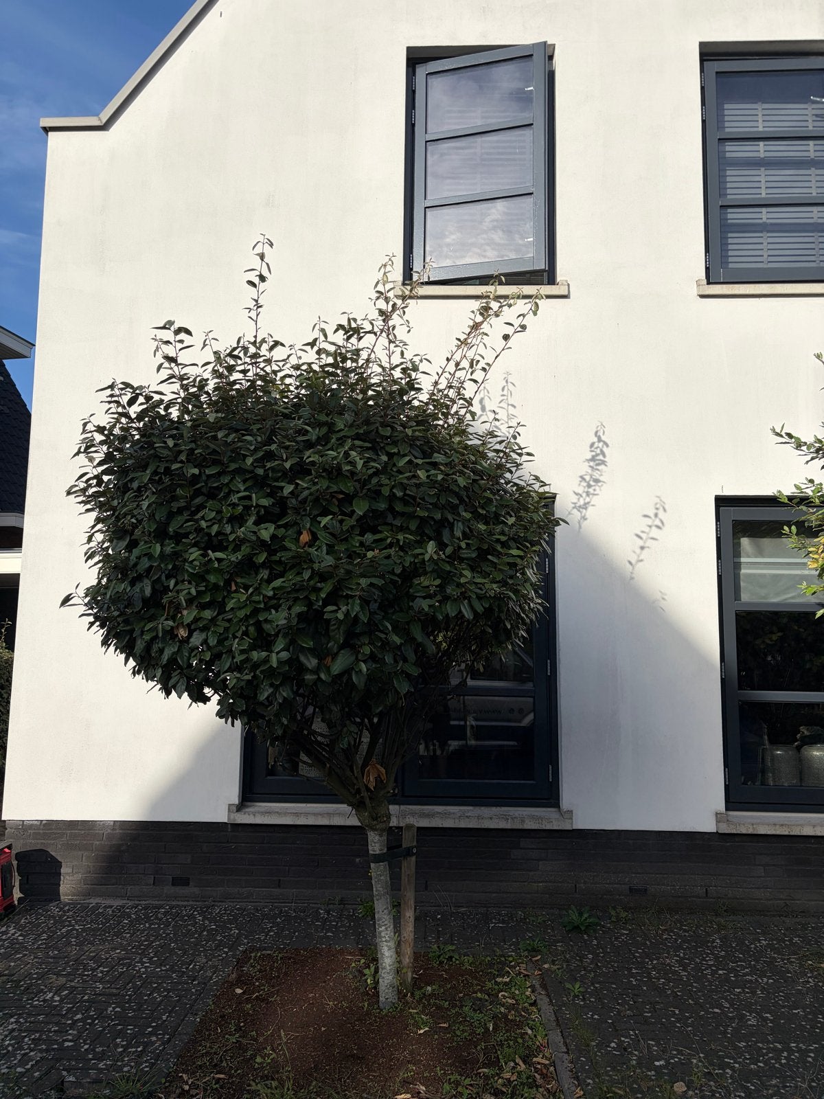 Olijfwilg op stam - 2,5 meter hoog, Tuin en Terras, Planten | Bomen, Overige soorten, 250 tot 400 cm, Zomer, Ophalen