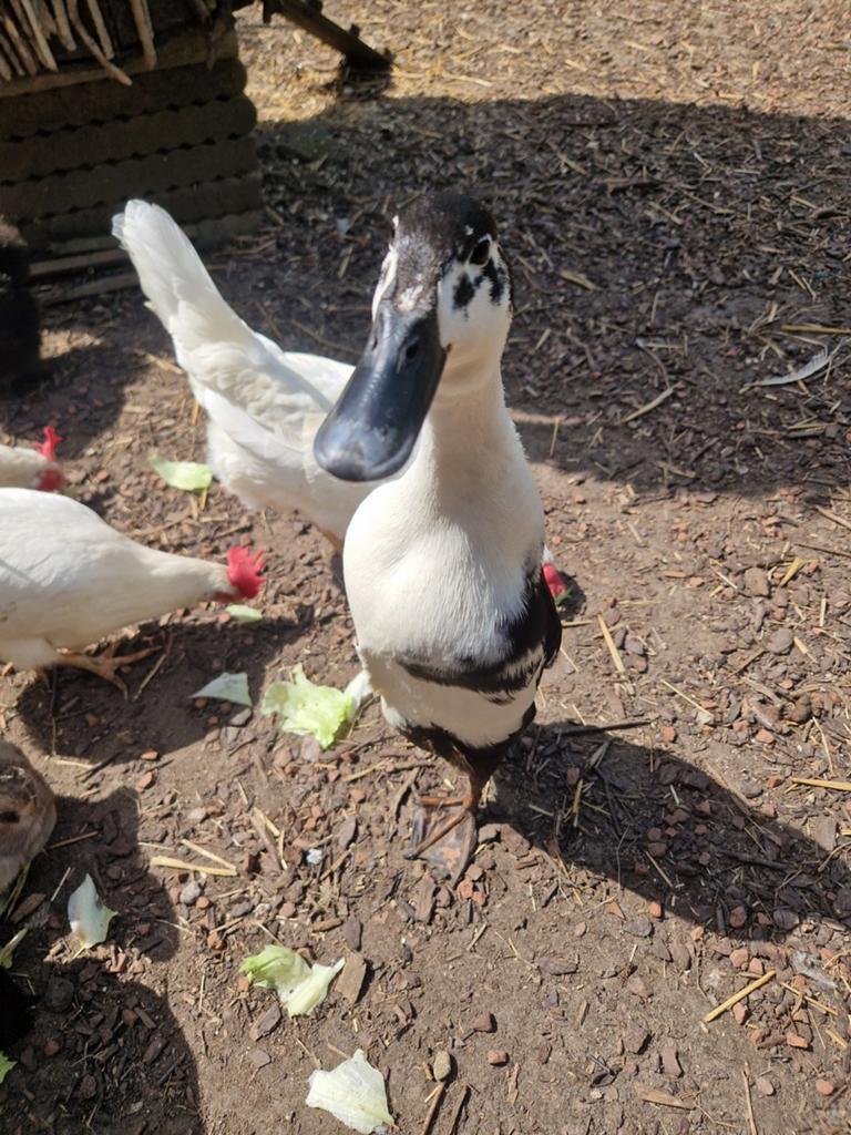 Loopeenden, Meerdere dieren, Eend