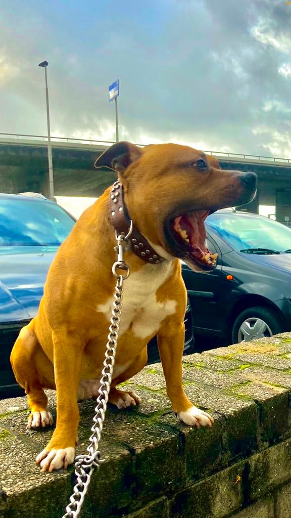 Dek reu American Stafford met FCI stamboom, Dieren en Toebehoren, 6 jaar of ouder, Reu, Parvo, Eén hond