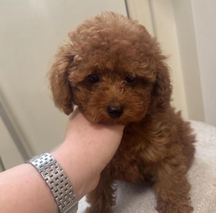 Raszuiver Toy poedel Reutje Toy poodle, Dieren en Toebehoren, Honden | Chihuahua's en Gezelschapshonden, Poedel, 15 weken tot 1 jaar