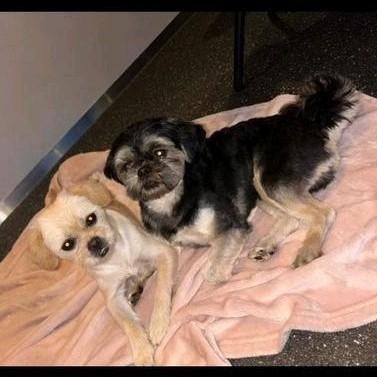 Ervaren Dekreu Shih-tzu (HOND IS NIET TE KOOP), Rabiës (hondsdolheid), Reu, Eén hond, 3 tot 5 jaar