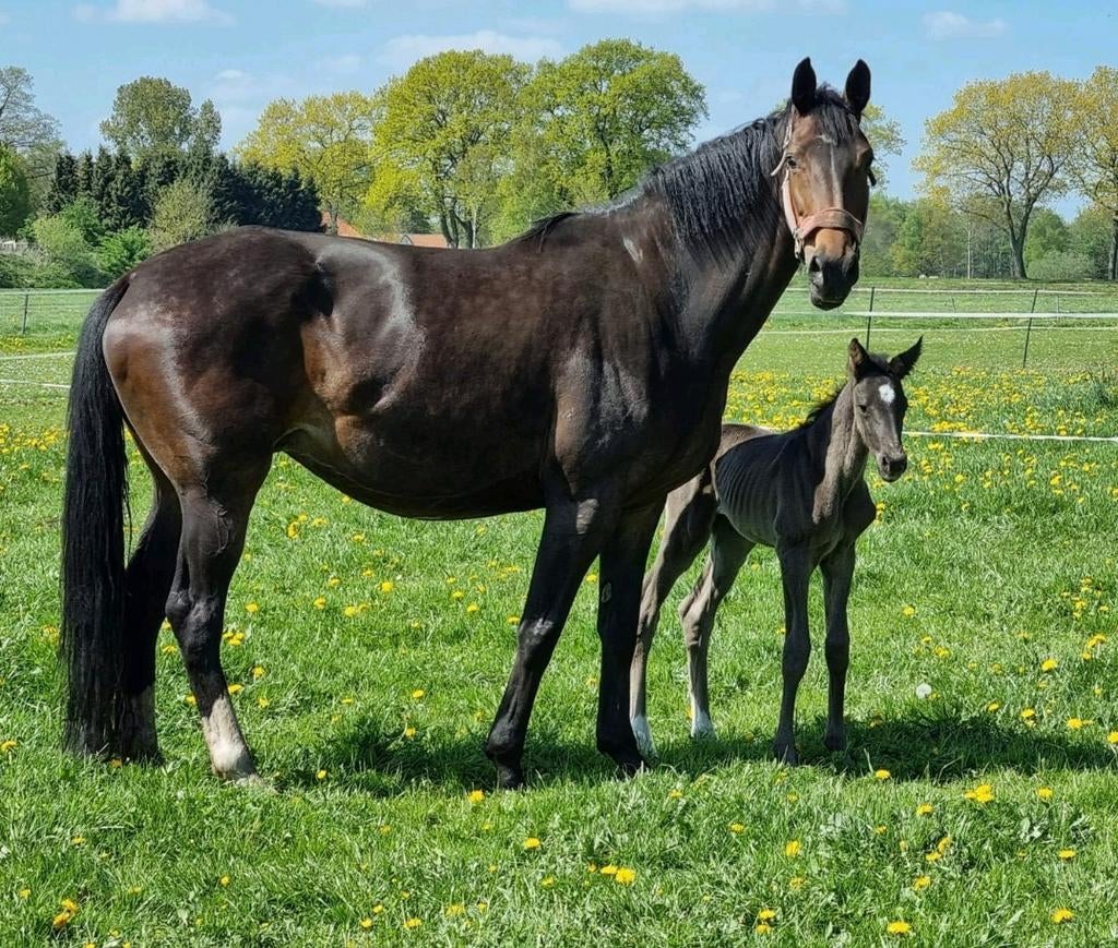 Fok/draag merrie Charmeur x Special D te koop, Dieren en Toebehoren, Paarden, Merrie