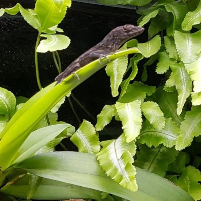 Anolis sagrei, Dieren en Toebehoren, Schildpad, 0 tot 2 jaar