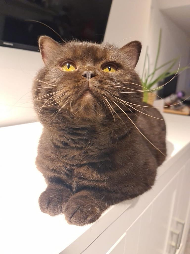 Kampioen Brits korthaar B dekkater chocolate met STAMBOOM, Dieren en Toebehoren, 0 tot 2 jaar