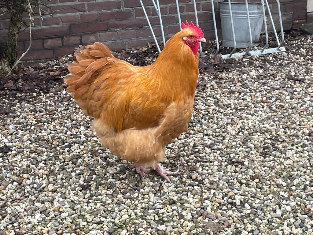 Prachtige Orpington haan, Dieren en Toebehoren, Mannelijk, Kip