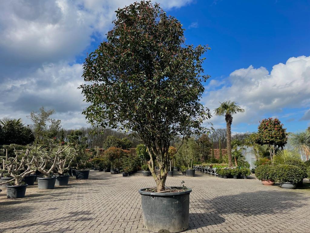 Photinia fraseri Red Robin - Glansmispel 350/400 cm te koop, Lente, 250 tot 400 cm, Volle zon, In pot