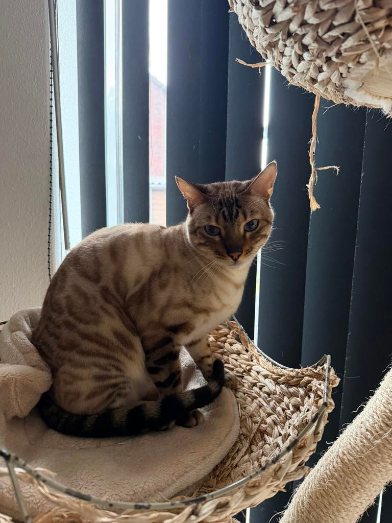 Bengaalse kat  seal lynx, Kater
