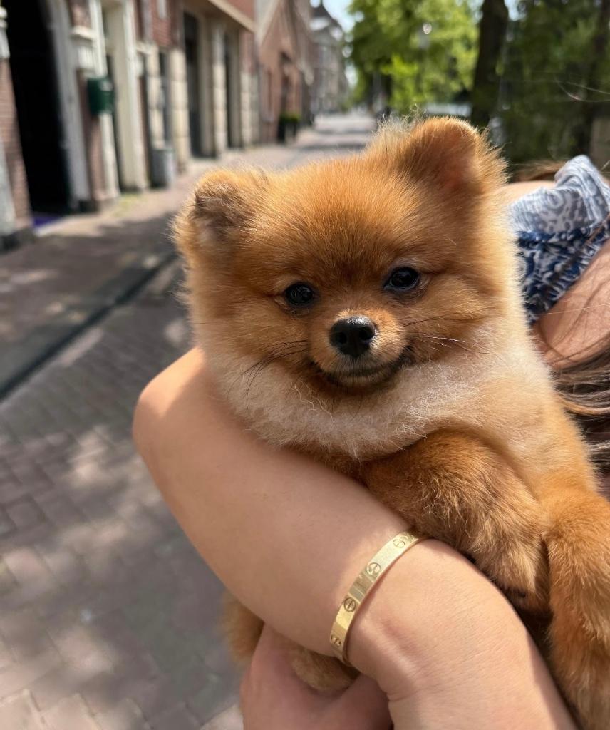 Pomeriaan te koop, Dieren en Toebehoren, Honden | Poolhonden, Keeshonden en Oertypen, Particulier, Keeshond, 15 weken tot 1 jaar