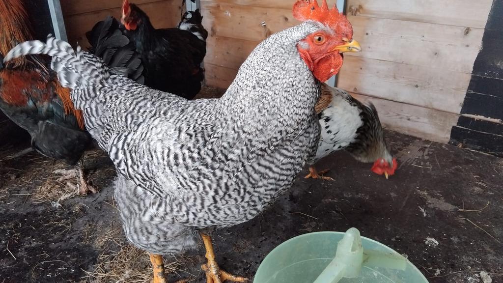 Haan Barnevelder kriel, Amrock groot, Wyandotte