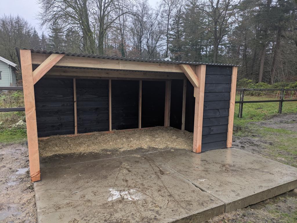 Mooi douglas Schuilstal, Mannelijk, Schaap
