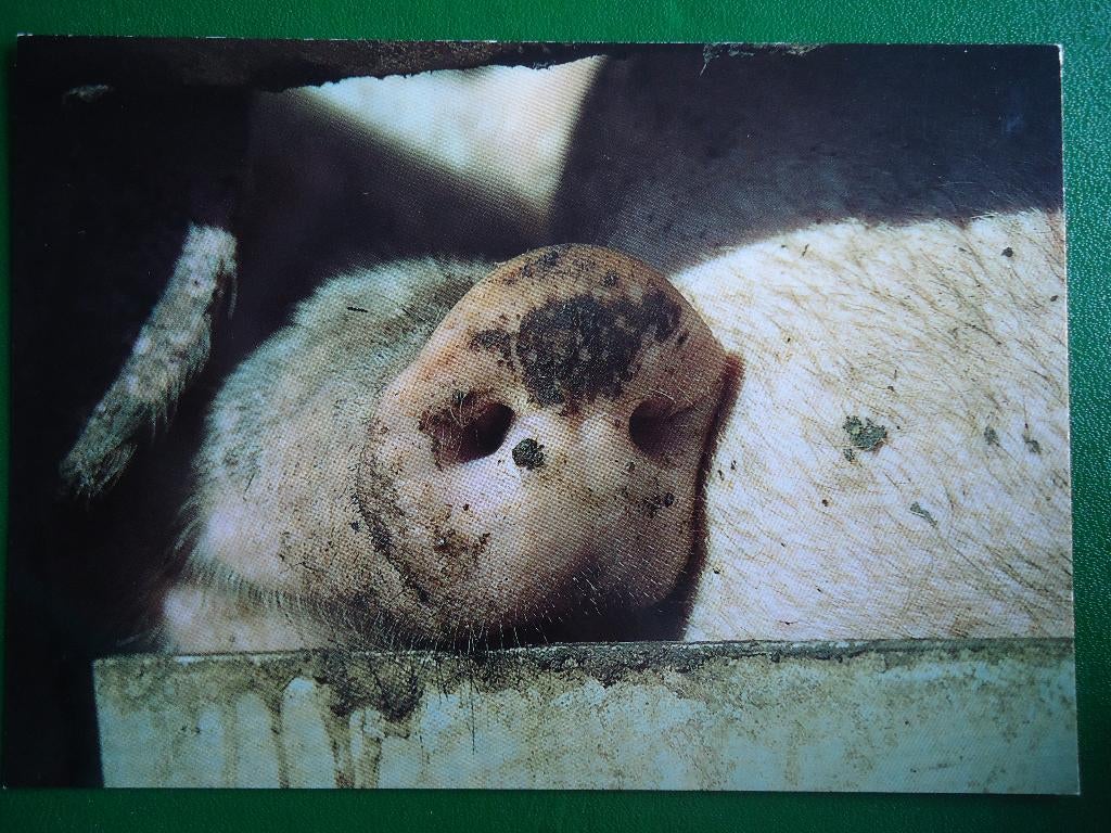 (106) Dierenkaart: VARKEN, Ophalen of Verzenden, 1980 tot heden, Ongelopen, Overige soorten