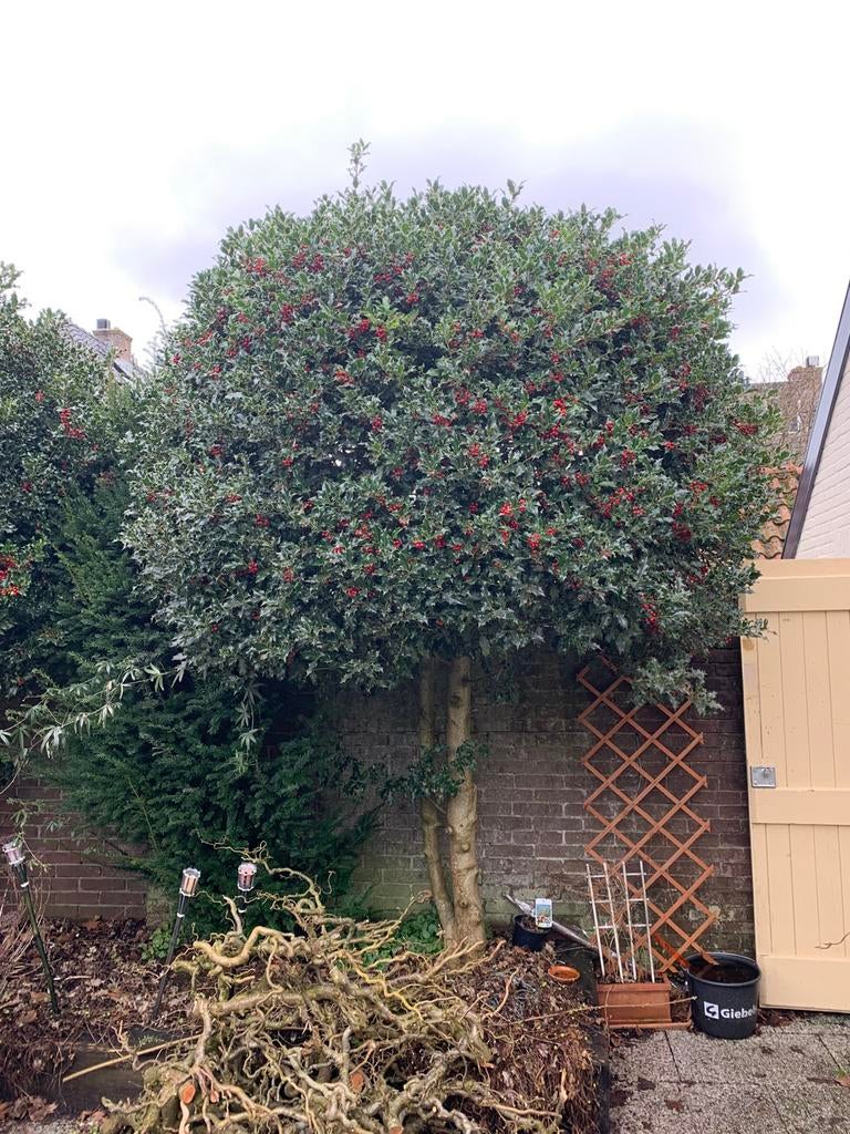 Prachtige hulstbomen (gratis), Tuin en Terras, Planten | Bomen, Ophalen, Bloeit niet, Overige soorten