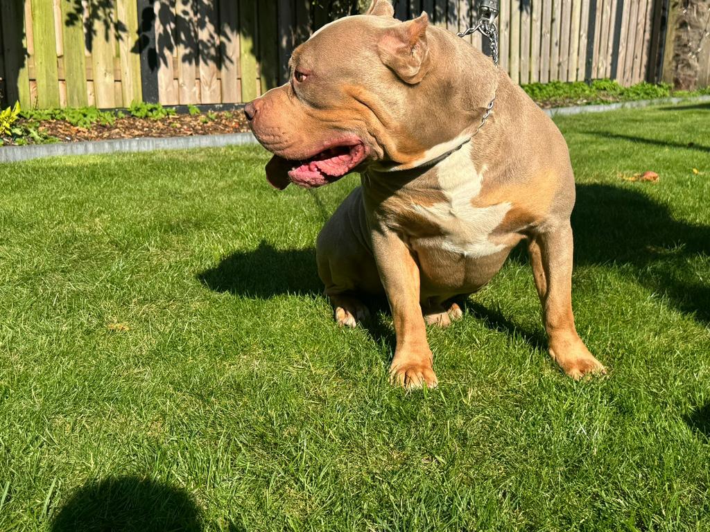 American bully XL dek reu  lilac tri color, Reu, Eén hond, 3 tot 5 jaar, Nederland