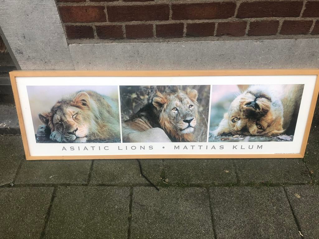 Ikea Leeuwen Schilderij, Ophalen of Verzenden, Zo goed als nieuw, Schilderij, Minder dan 50 cm