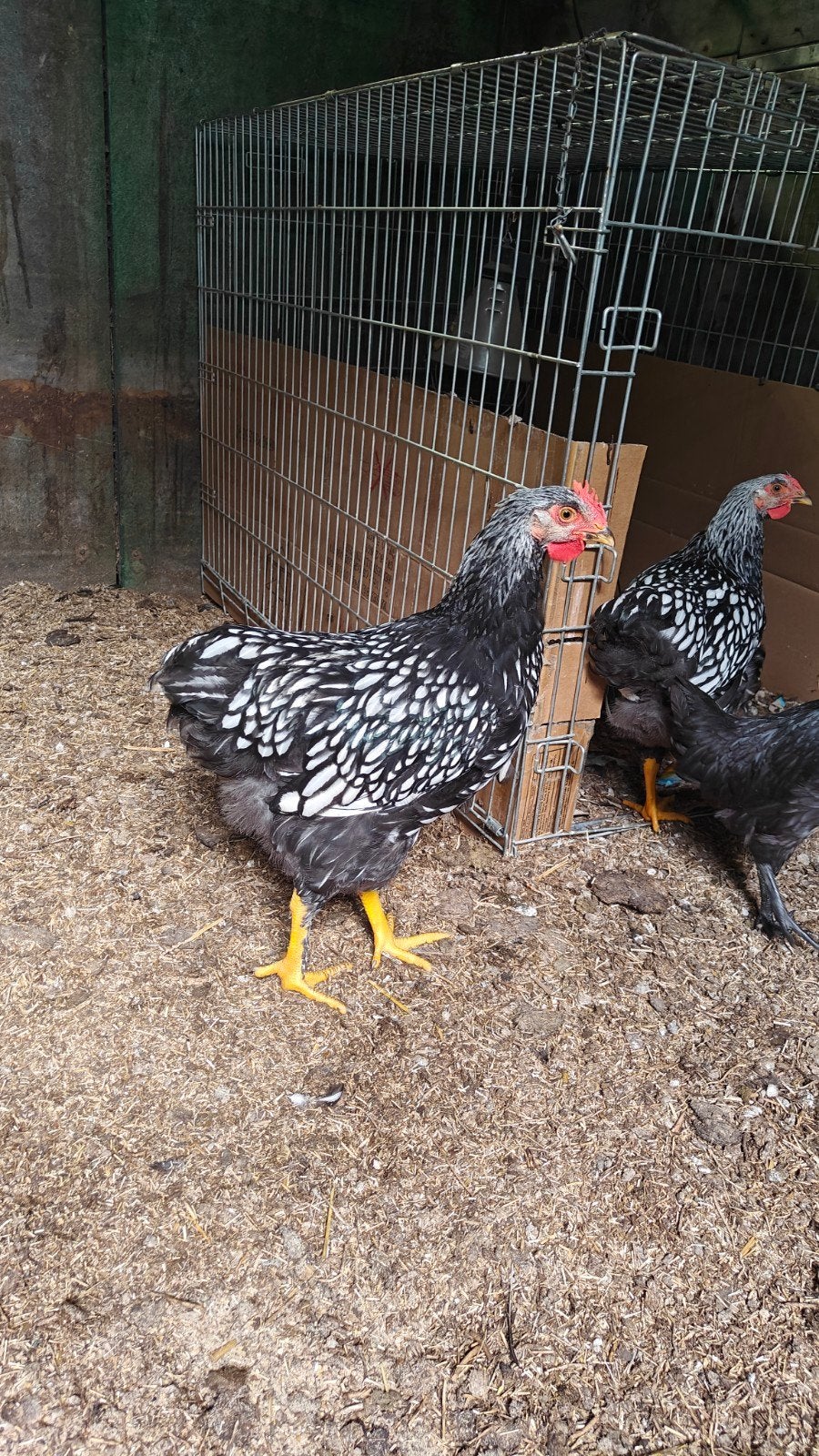 Ayam Cemani en Wyandotte haan, Mannelijk, Kip