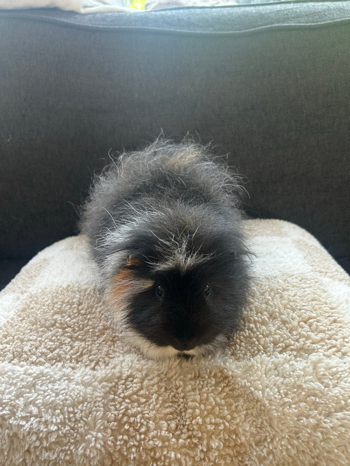Gratis op te halen! Cavias, hok en spullen, Cavia, Augustus, Mannelijk, Tam
