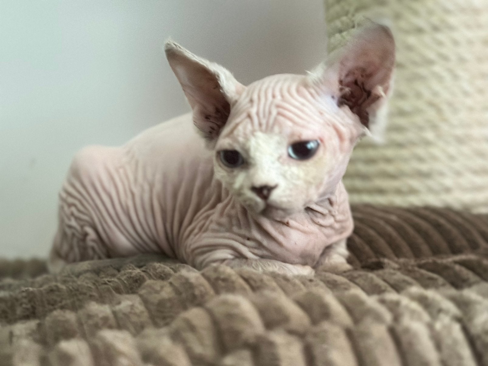 Sphynx Antwerpen, Ophalen
