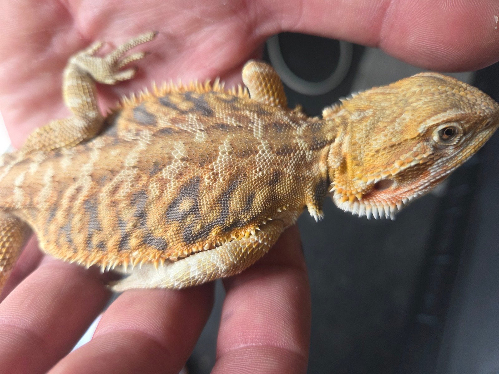 Baardagaam Pogona Vitticeps Orange Citrus Tiger Leatherback Bearded Dragon - female for sale from r.greven1983