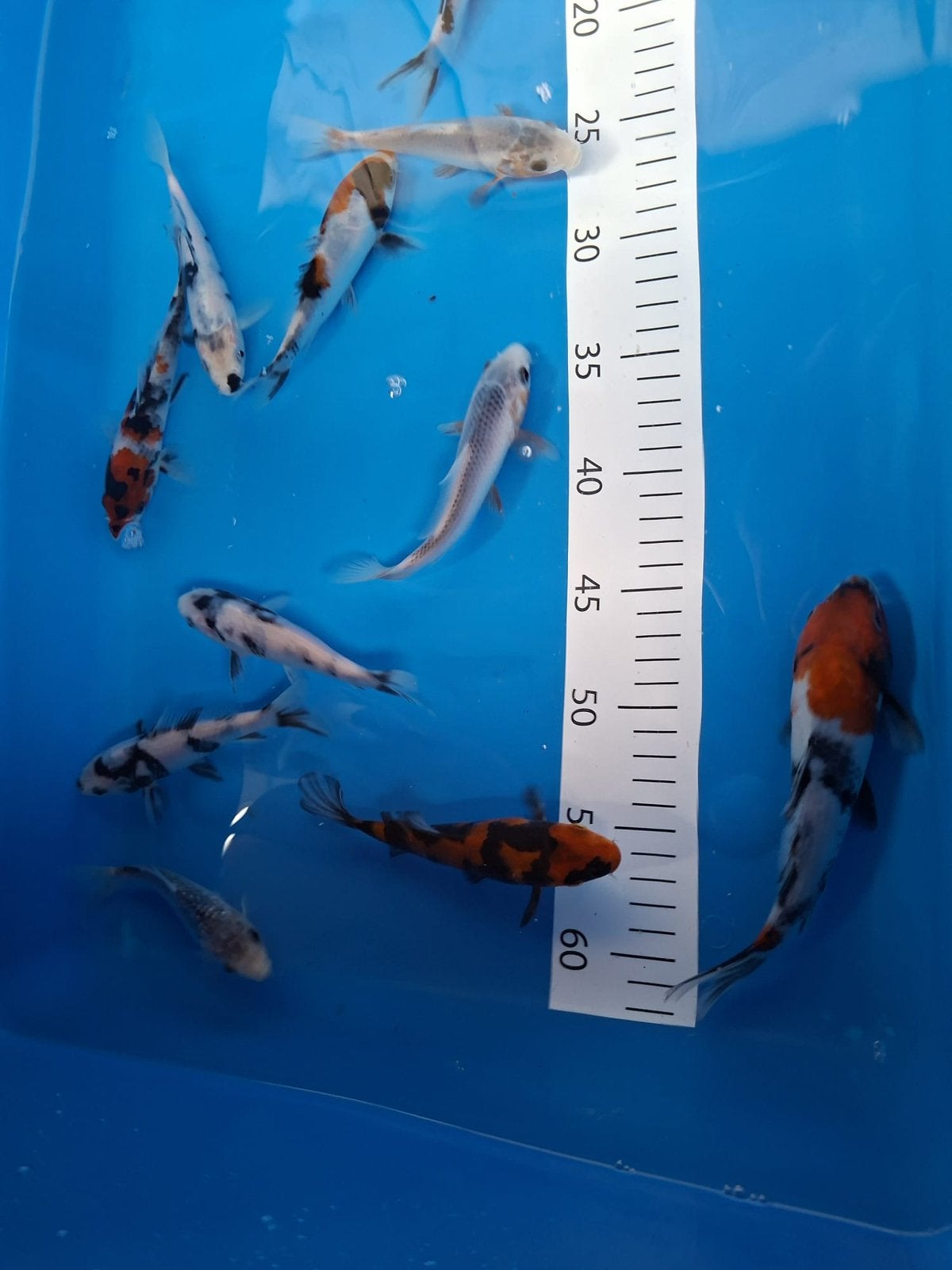 Japanse koi, Dieren en Toebehoren, Karper of Koi
