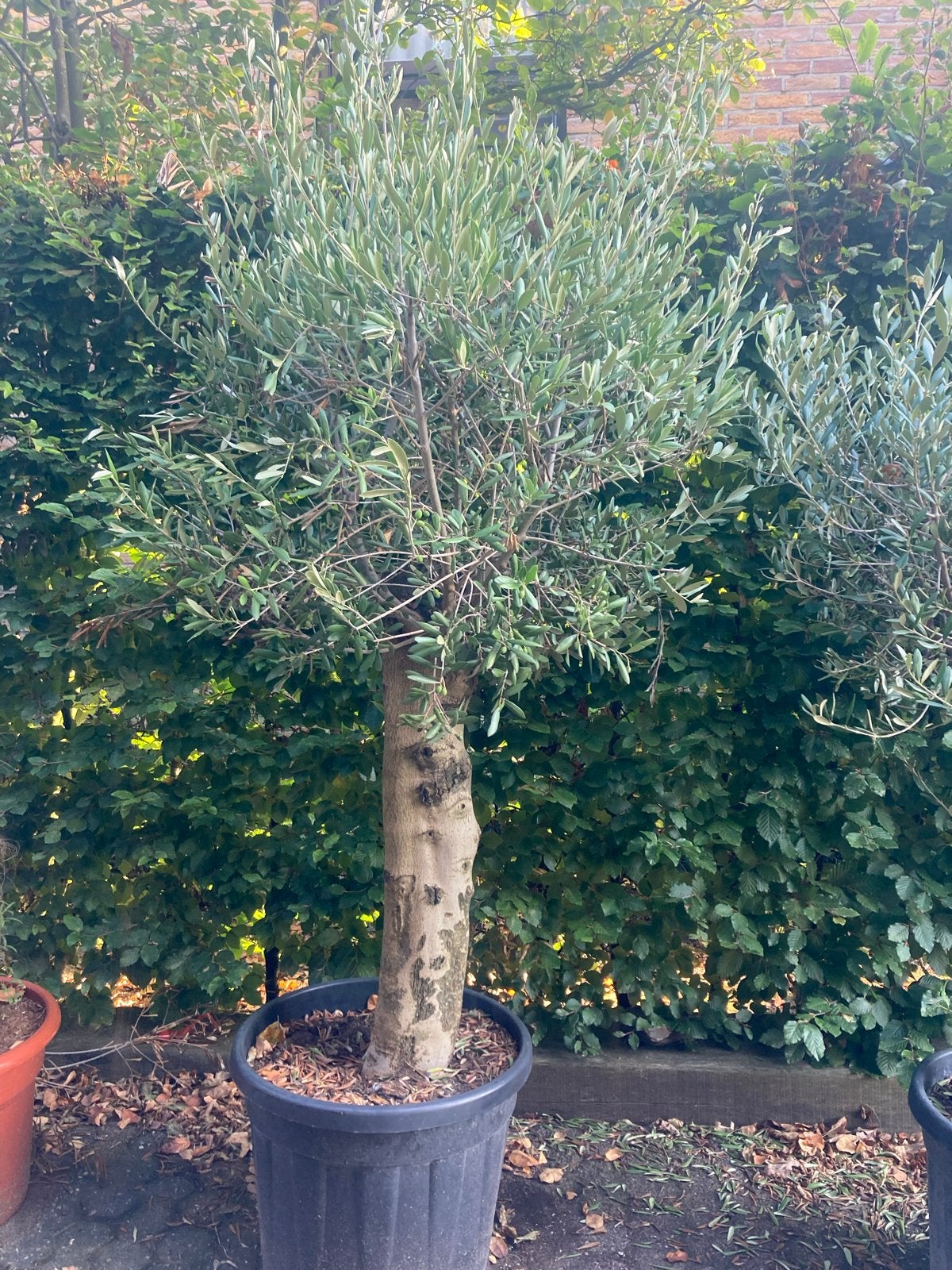 Mooie dikke olijfboom - 180 cm hoog, Ophalen of Verzenden, Lente, 100 tot 250 cm, Olijfboom