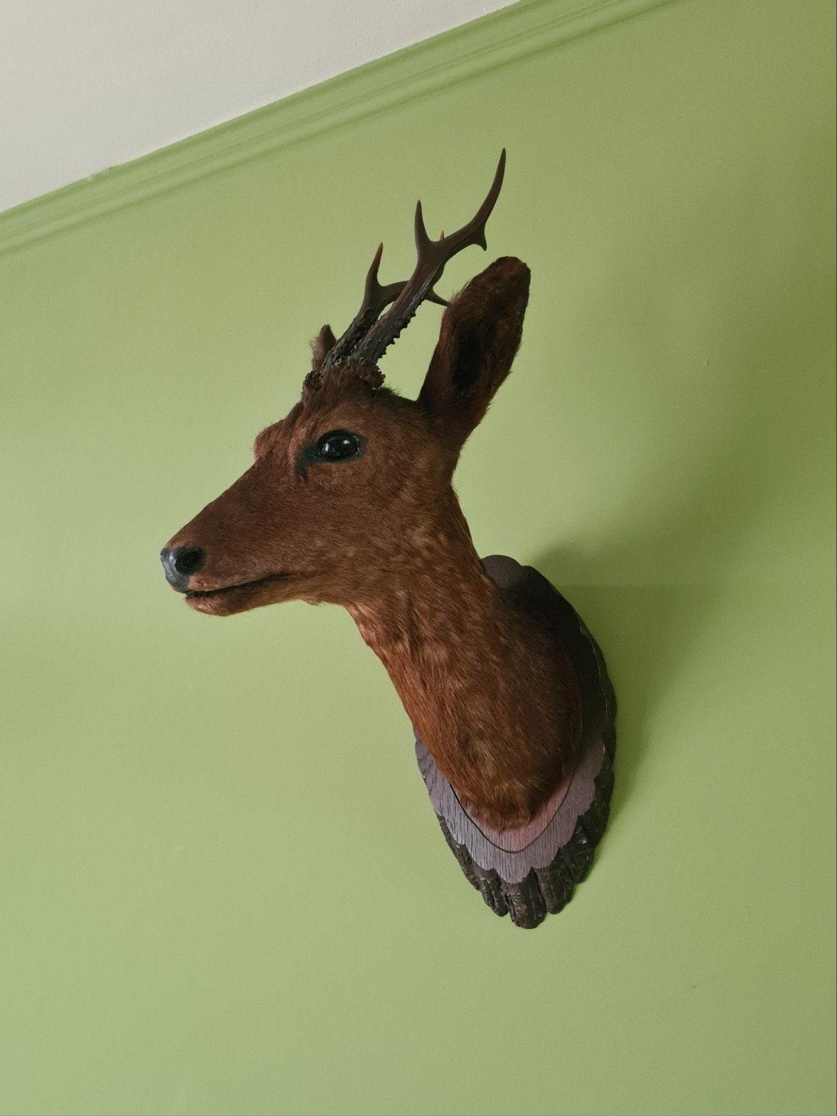 prachtige donkere reekop hert ree antiek opgezet, Antiek en Kunst, Ophalen