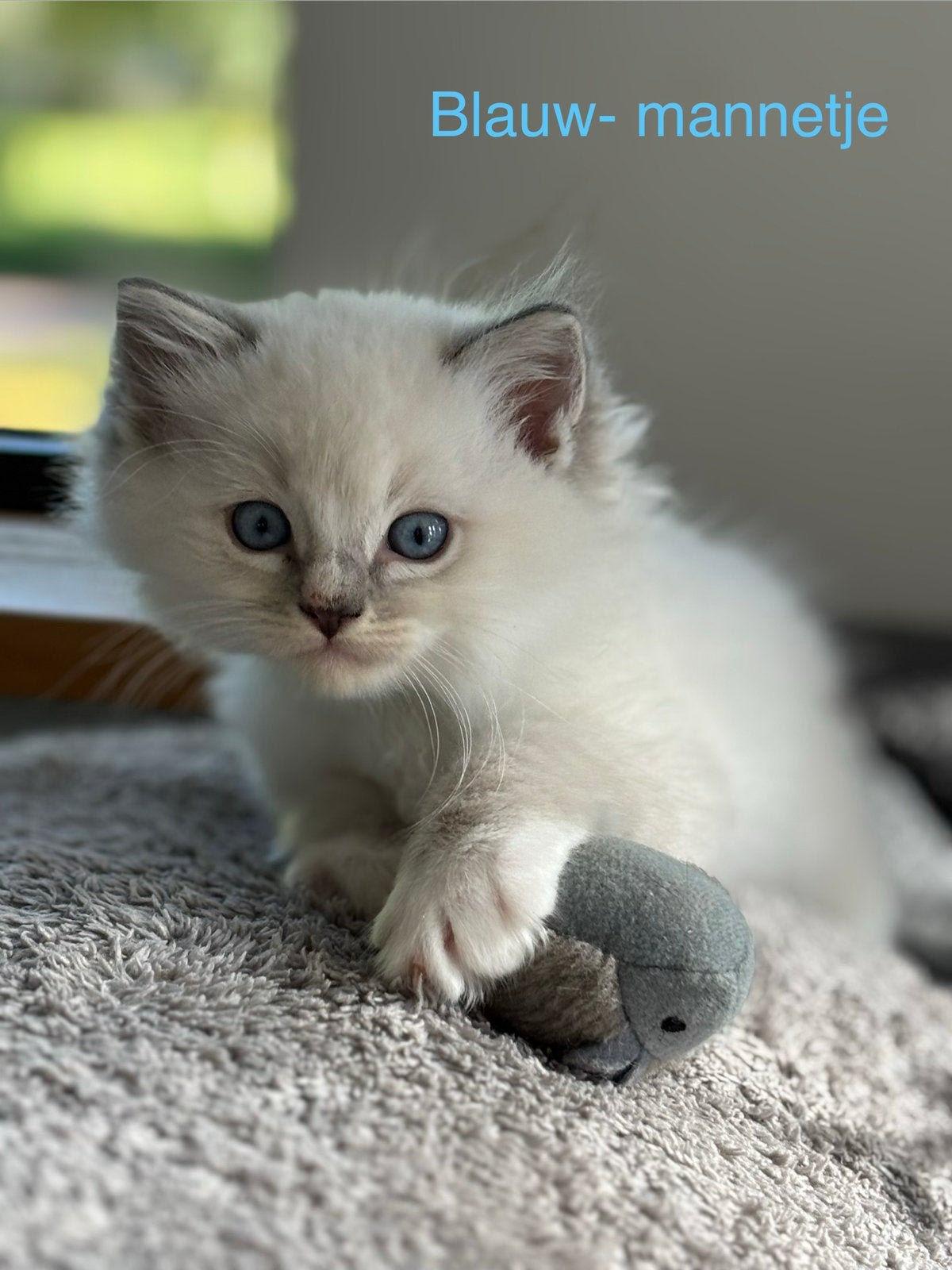 Ragdoll kitten – nu te reserveren!, Dieren en Toebehoren, Meerdere dieren, Ontwormd