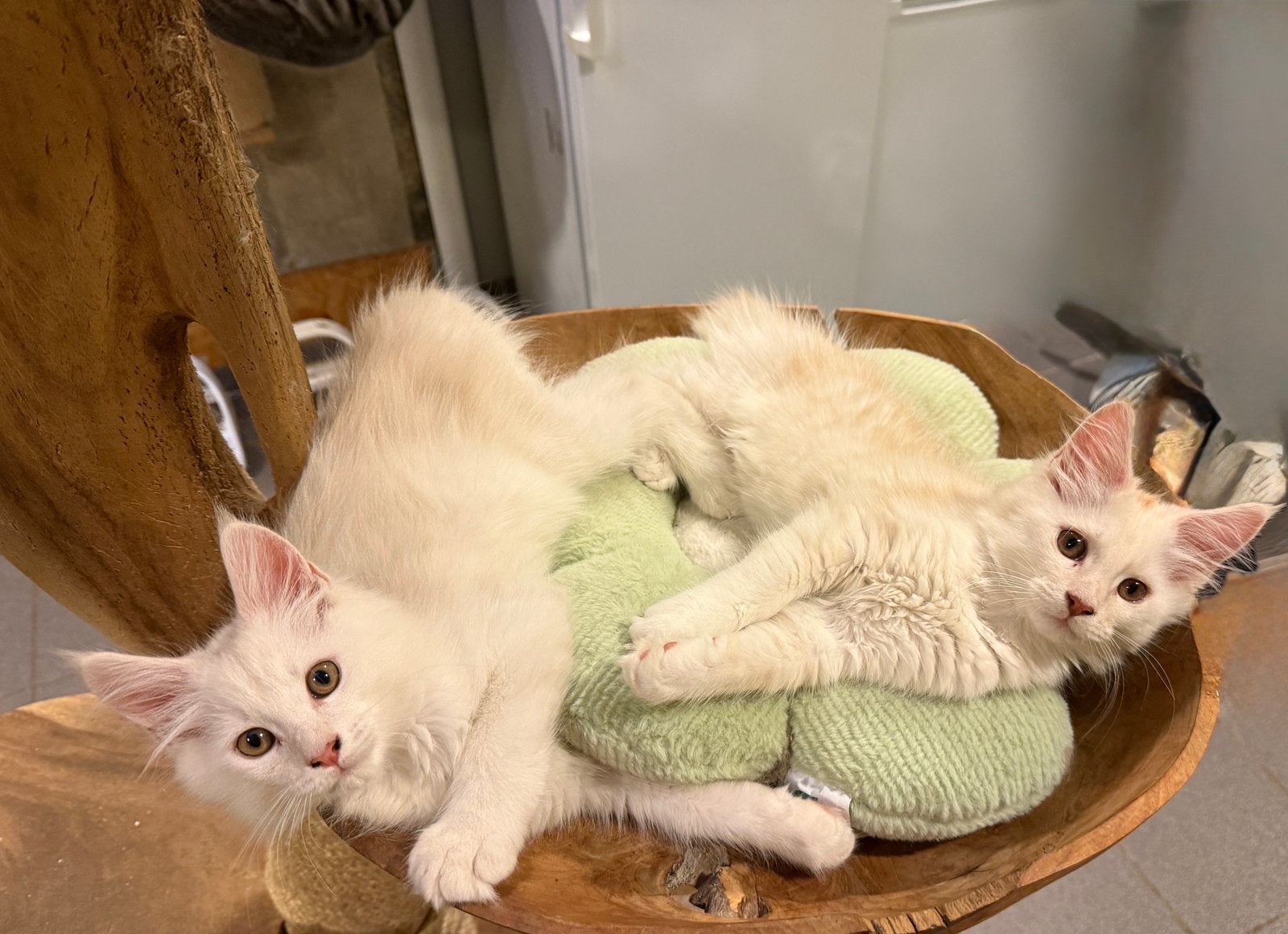 Maine coon kater en Poes, Meerdere dieren, Met stamboom, 0 tot 2 jaar