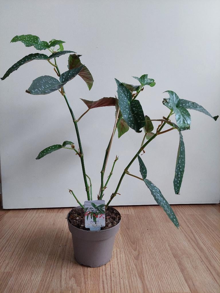 Begonia Maculata 'Tamaya' - Stippenbegonia H: 50 cm., Ophalen, Overige soorten, Halfschaduw, Minder dan 100 cm