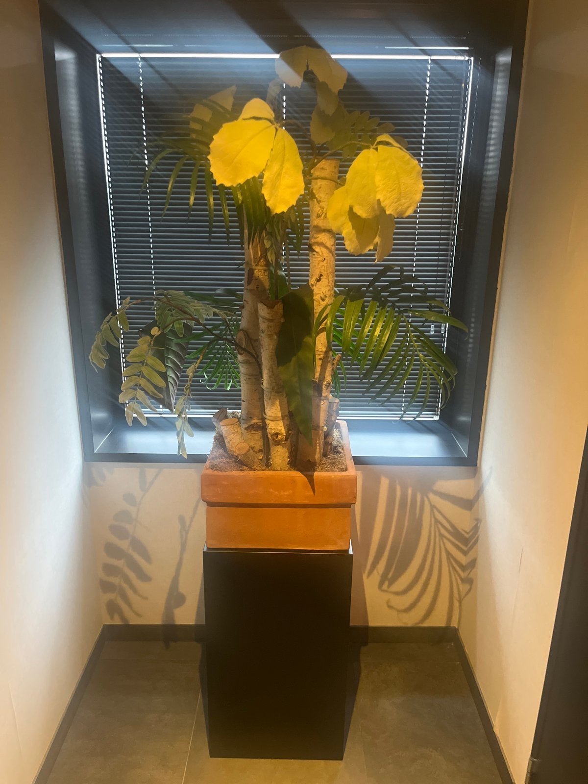 Grote kamerplant in pot - Ficus of Palm (kunst), Huis en Inrichting, Ophalen, Ficus, Halfschaduw, In pot
