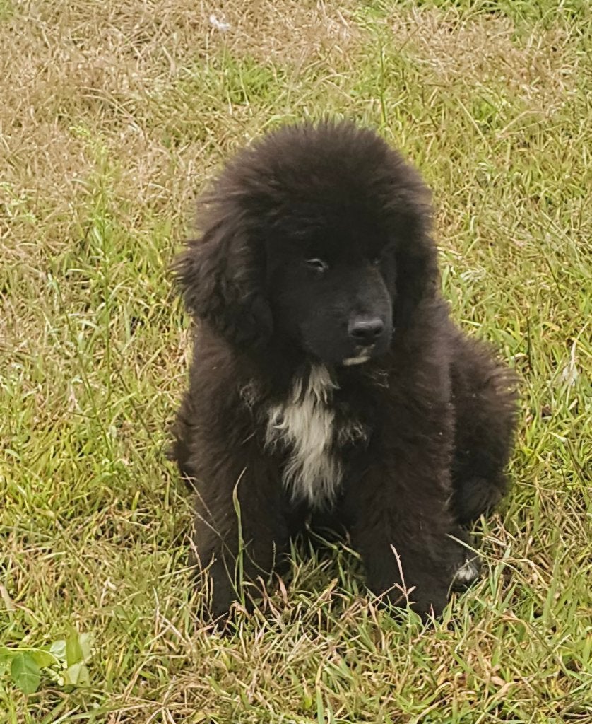 Newfoundlander pups, Parvo, Overige rassen, 8 tot 15 weken, Meerdere