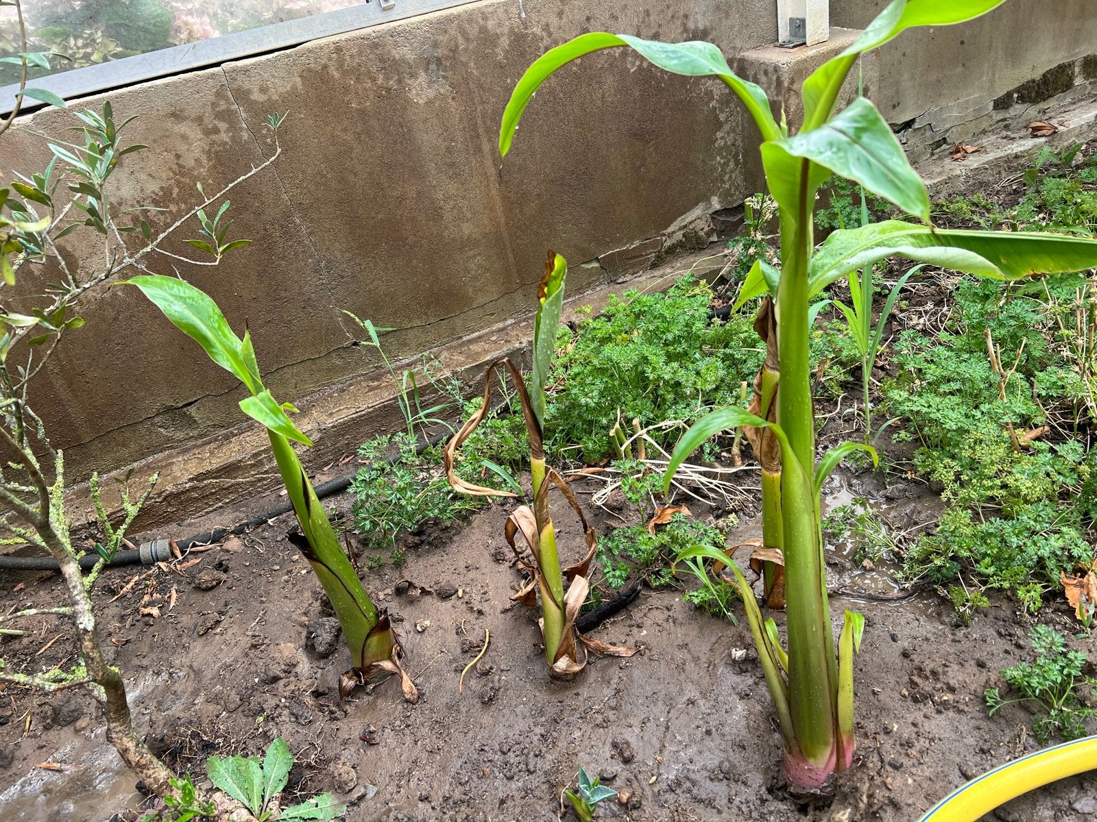 Bananenplanten - Jonge Musa Basjoo planten, Volle zon, Vaste plant, Bloeit niet, Ophalen