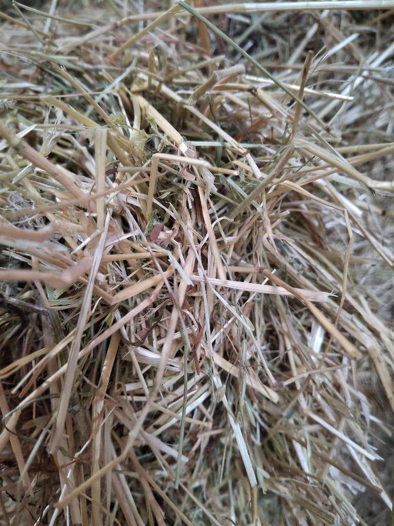 Biologisch onbespoten hooibalen 15 kg, Dieren en Toebehoren, Dierenvoeding, Ophalen, Vee
