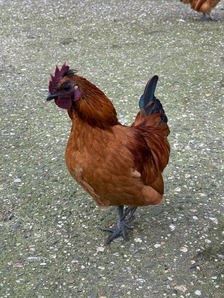 Super lief haantje, Dieren en Toebehoren, Pluimvee, Kip, Mannelijk