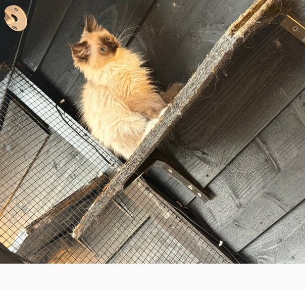 Raszuiver ragdoll kittens mogen gelijk weg :), Meerdere dieren, Gechipt
