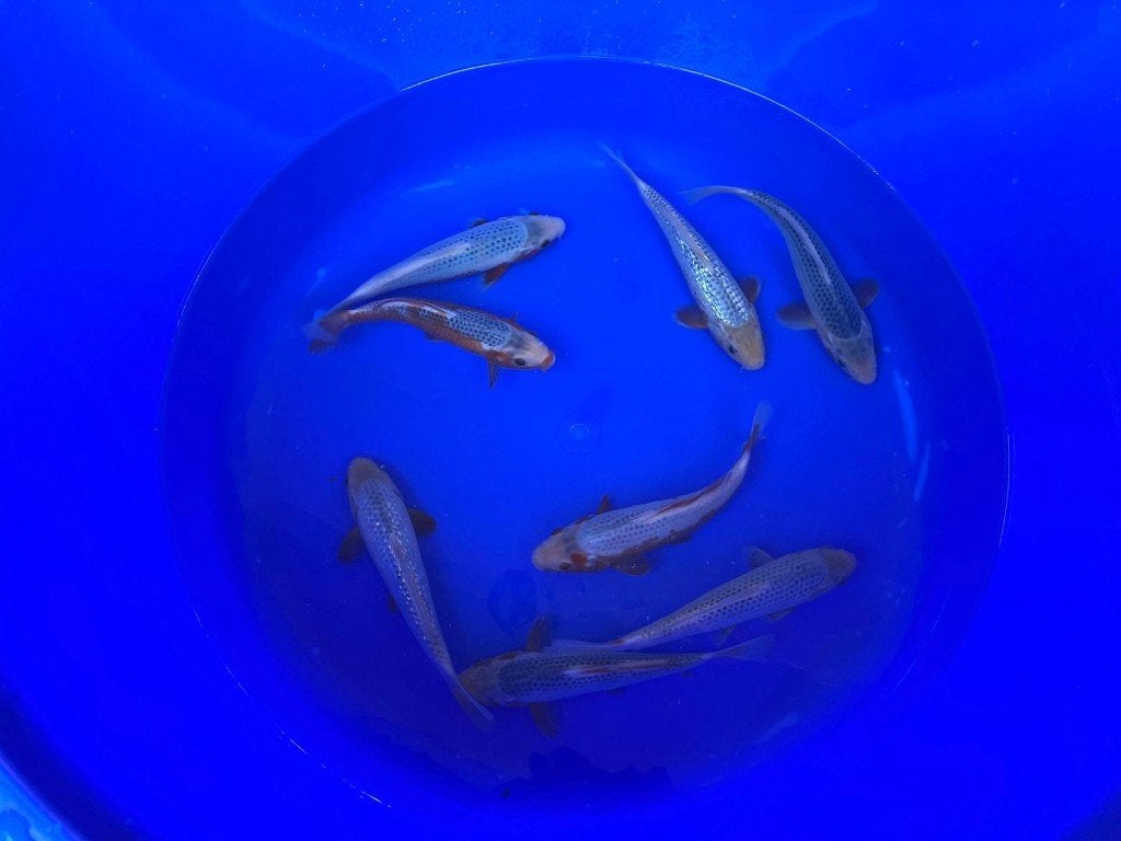 Hosokai Japanse koi karper | Koikarpers  | Tosai, Karper of Koi