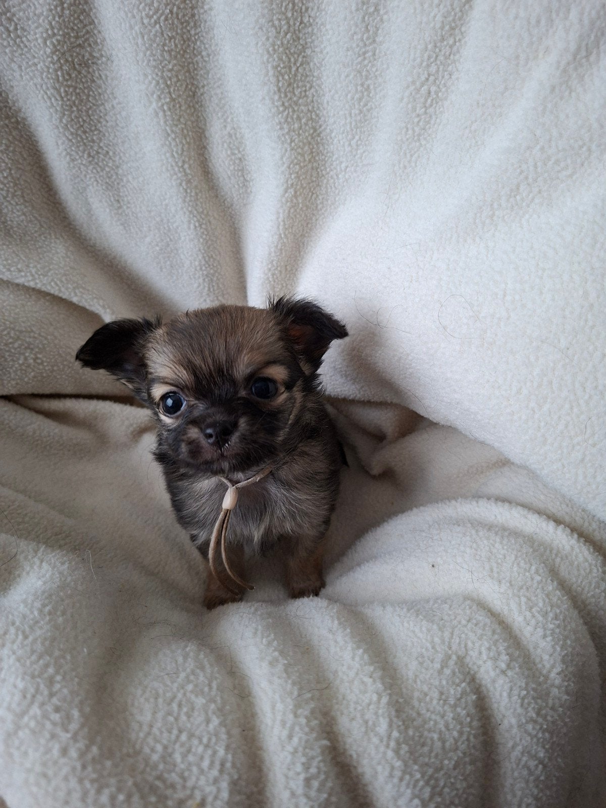 Chihuahua pups langharig, te reserveren, HCC (leverziekte), 8 tot 15 weken, Meerdere, Meerdere dieren