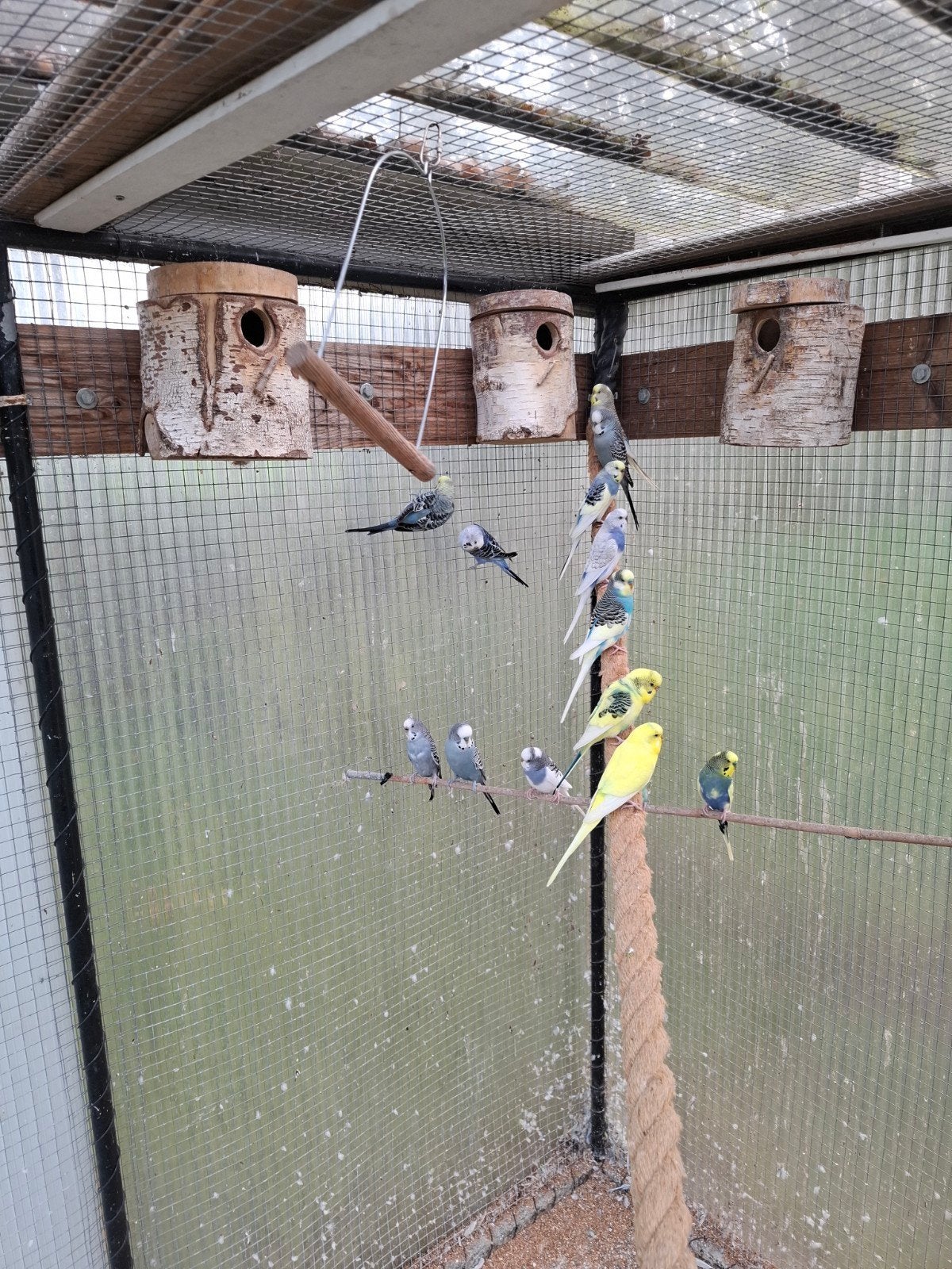 grasparkieten, Dieren en Toebehoren