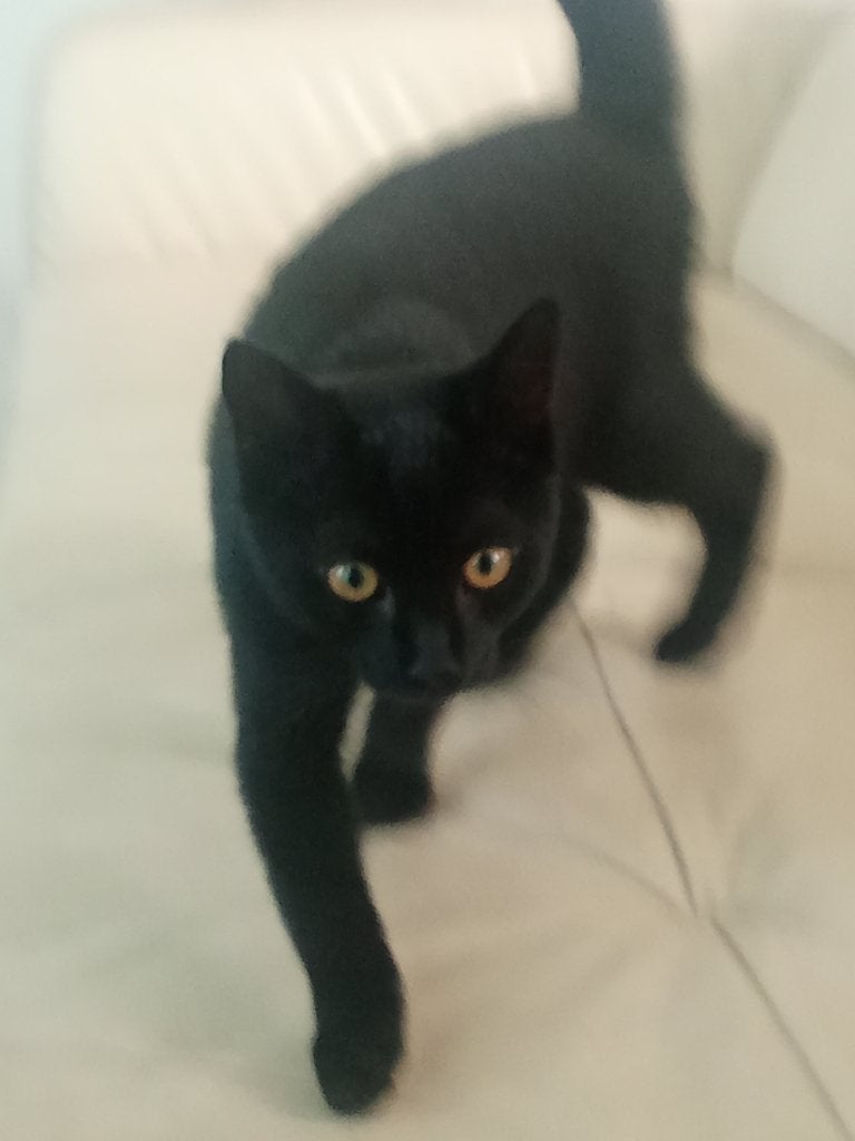 Zwarte kitten zoekt gouden mand, Kater, 0 tot 2 jaar