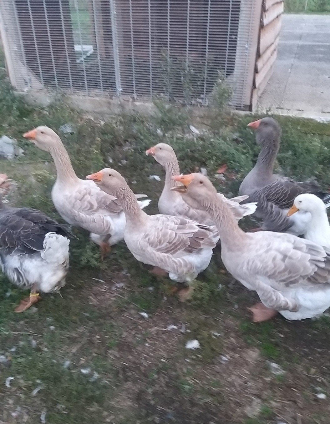 toulouze ganzen, Meerdere dieren, Gans of Zwaan
