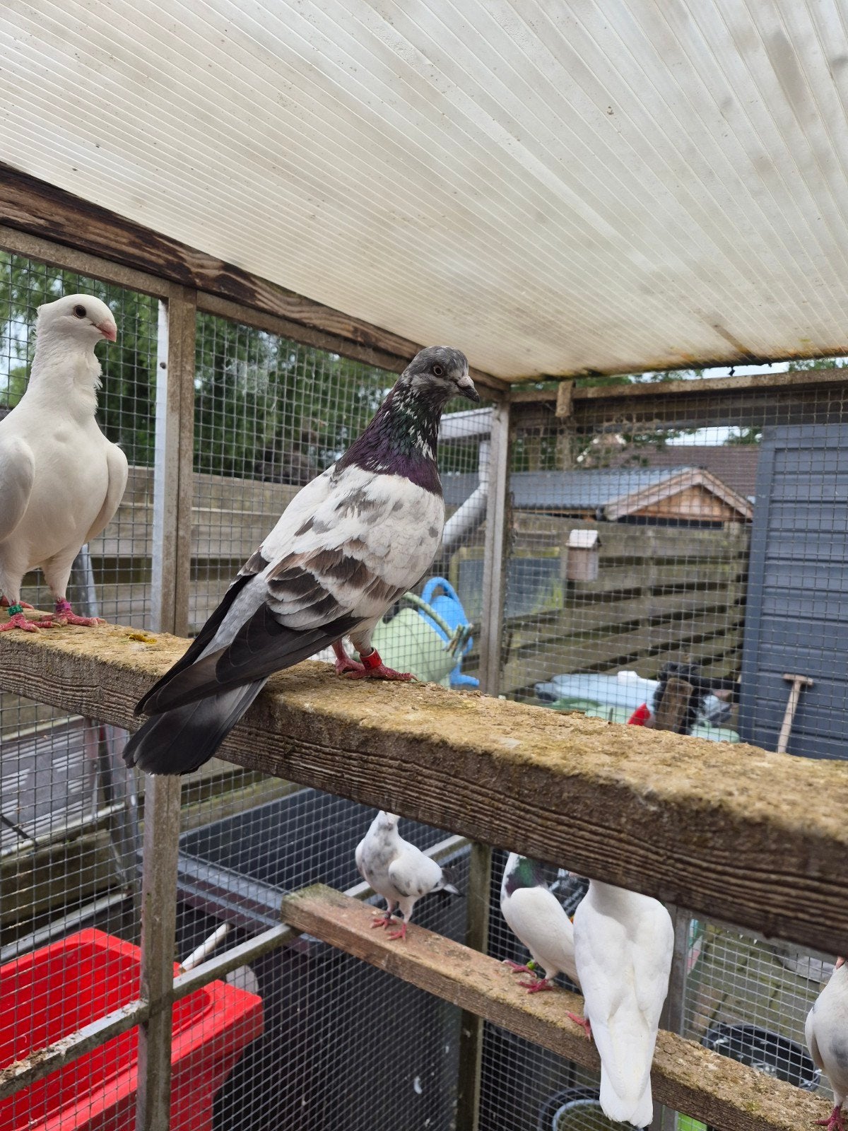 mooie kleurpostduiven te koop, Meerdere dieren, Postduif