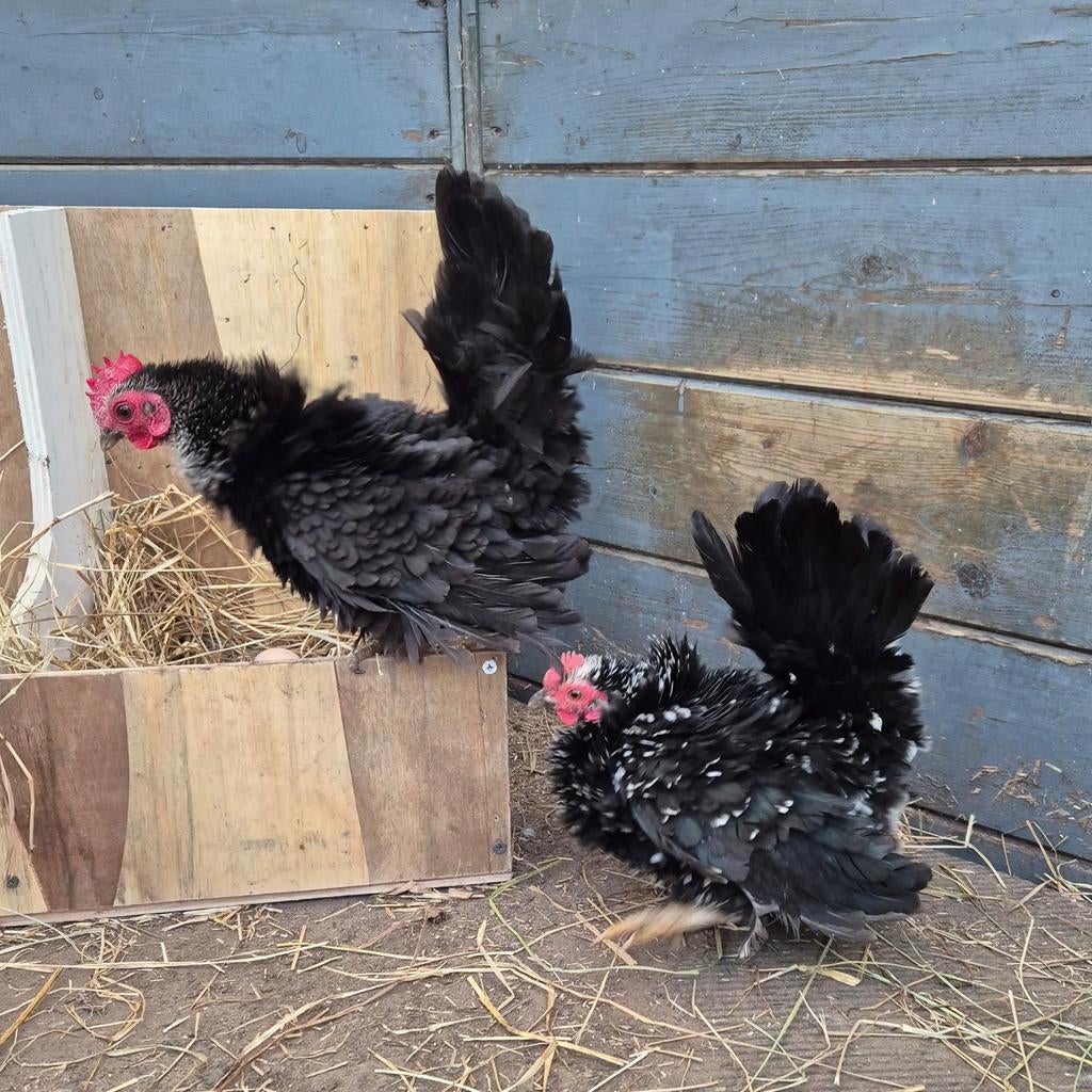 Serama hennen, krulveer !, Dieren en Toebehoren, Pluimvee, Vrouwelijk, Kip