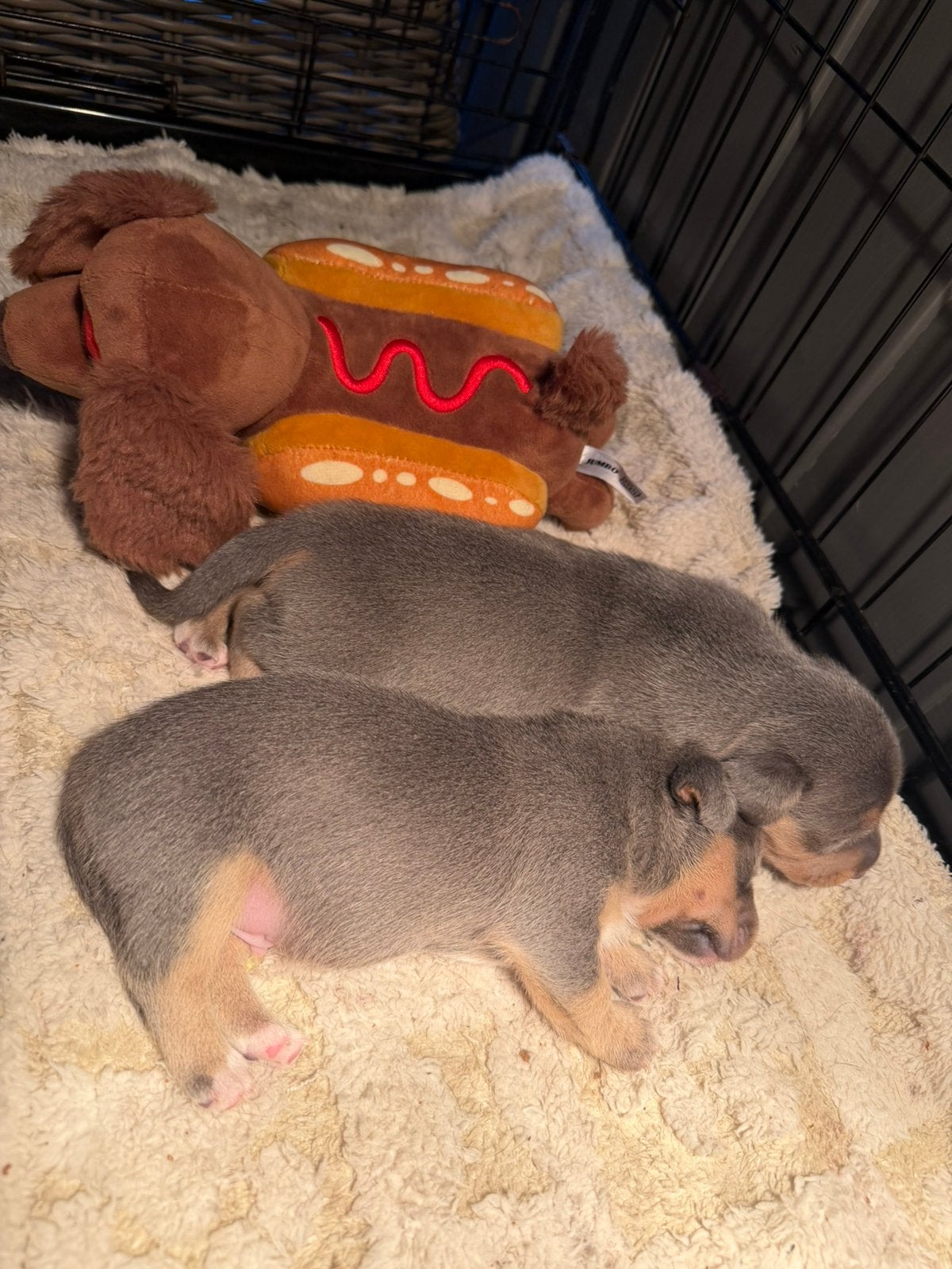 Blue and Tan jack russel pups, Jack Russell Terriër, Reu, 8 tot 15 weken, Meerdere