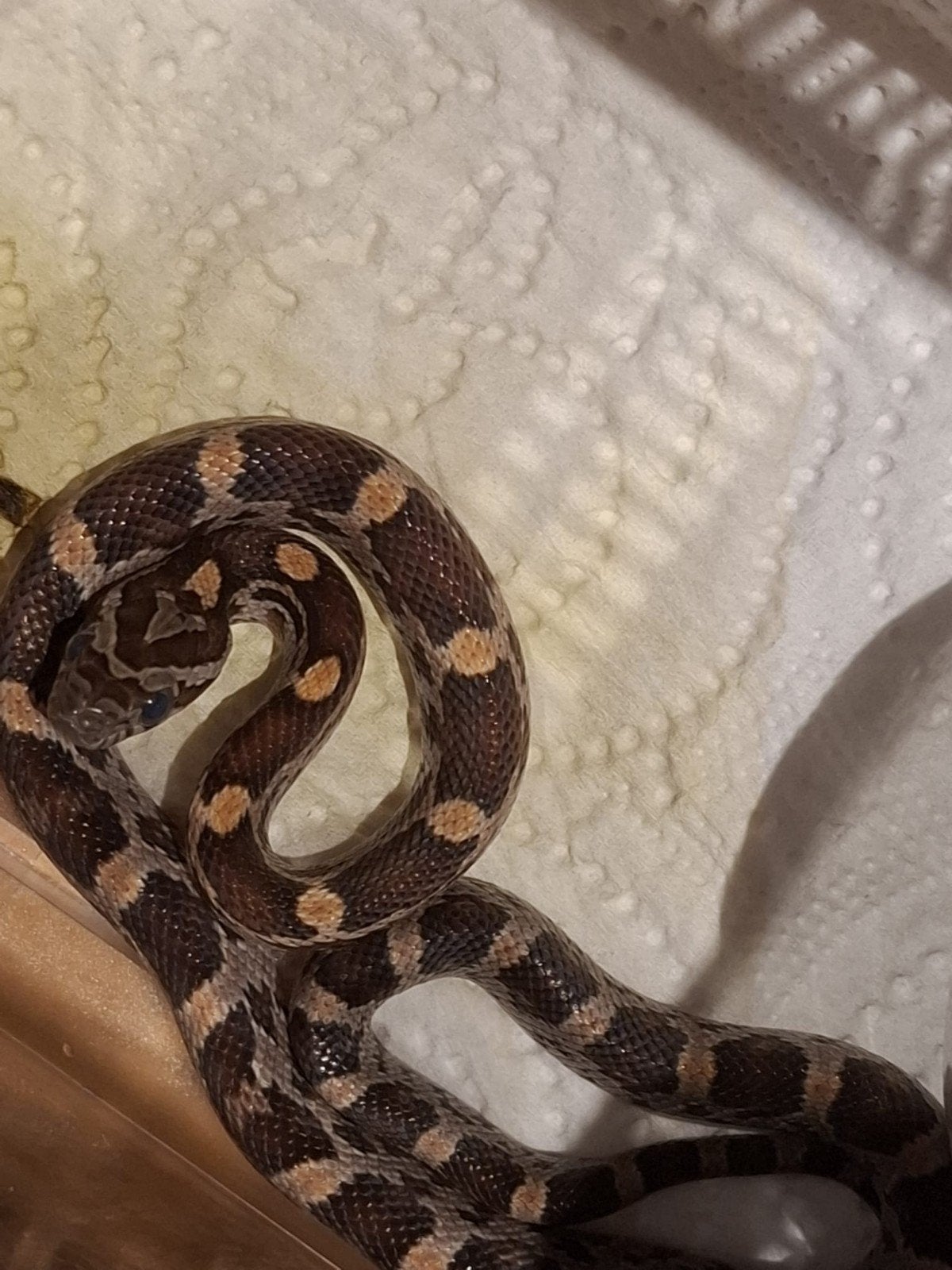 Korenslangen Corn Snake photo 2