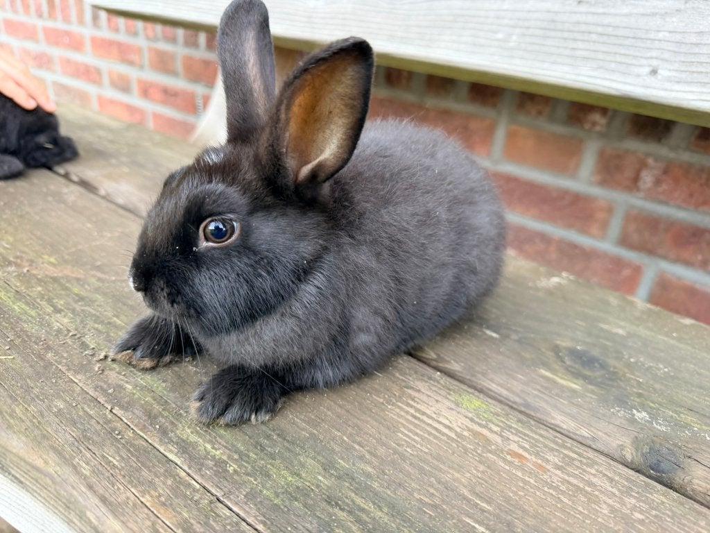 Lief leuk handtam konijntje, Meerdere dieren, Middelgroot, 0 tot 2 jaar