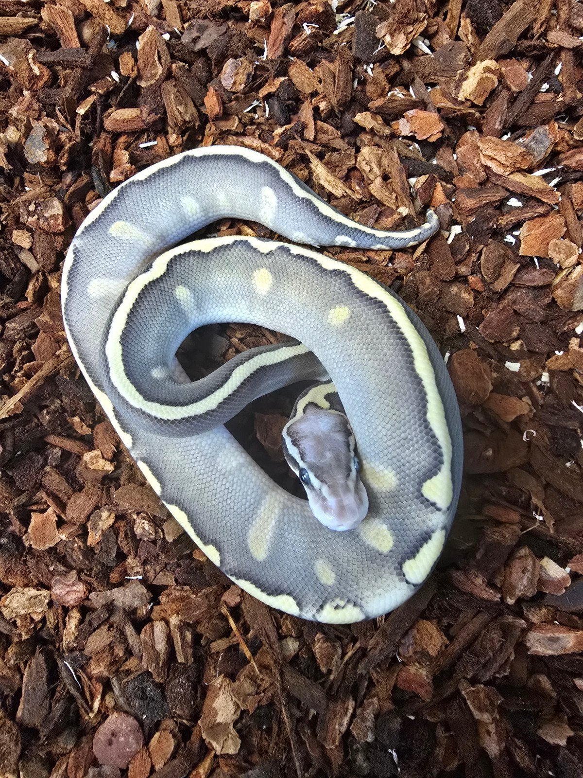 Koningspython (Python regius) – vele kleuren NK 2026 Ball Python photo 3