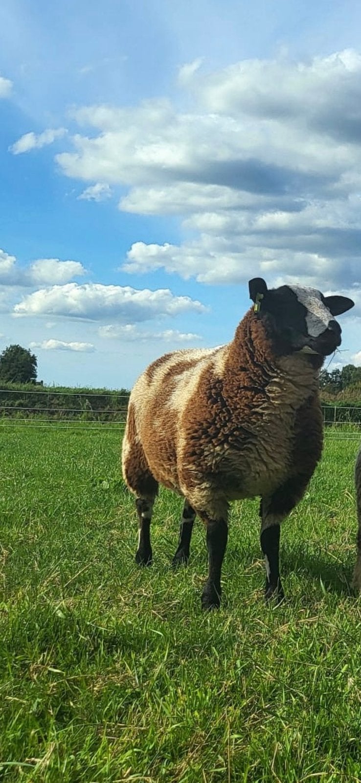 Gezocht bonte ram, Dieren en Toebehoren, Schapen, Geiten en Varkens, Mannelijk, Schaap, 0 tot 2 jaar