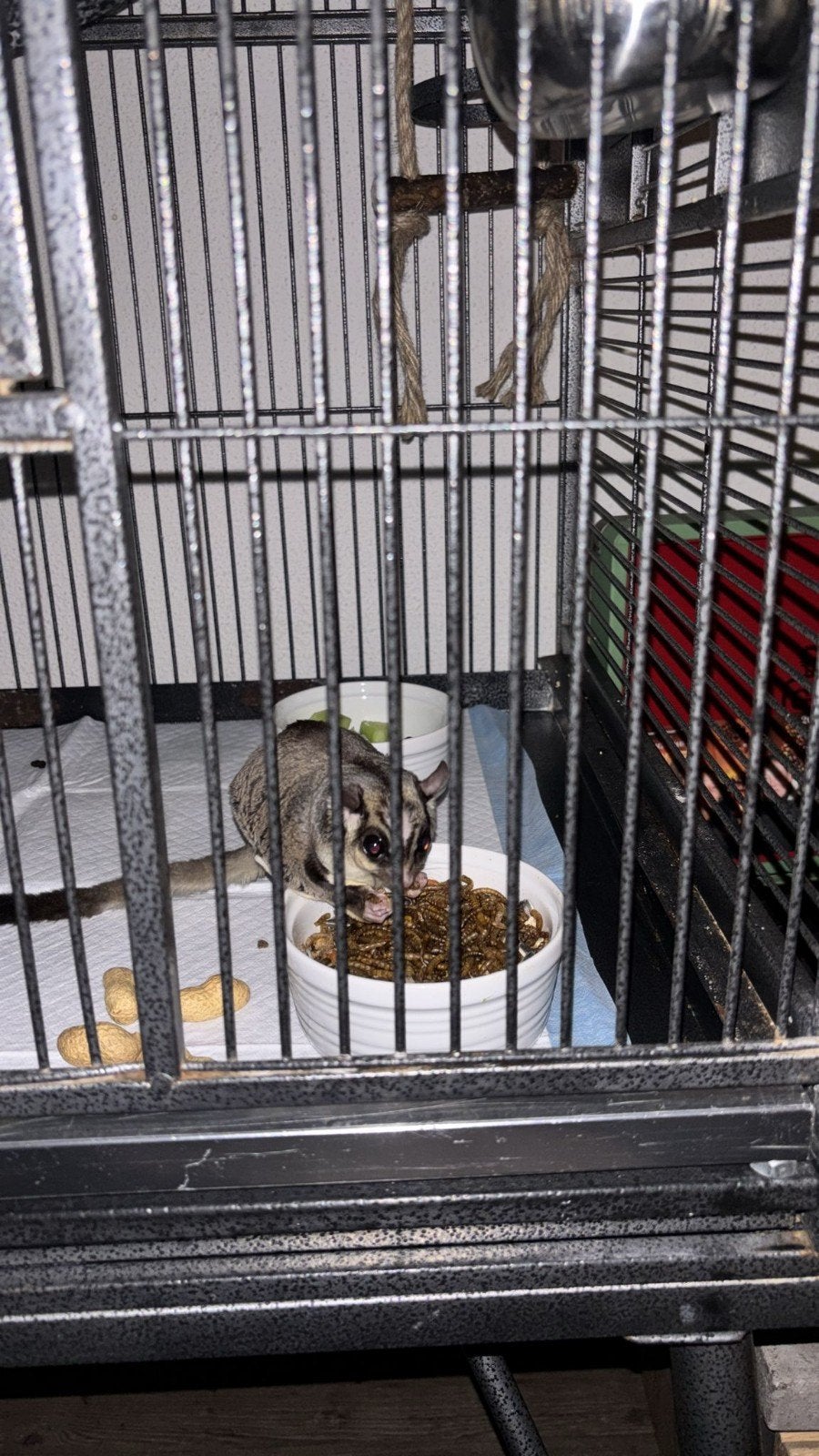 Sugarglider/Suikereekhoorn, Dieren en Toebehoren, December, Mannelijk