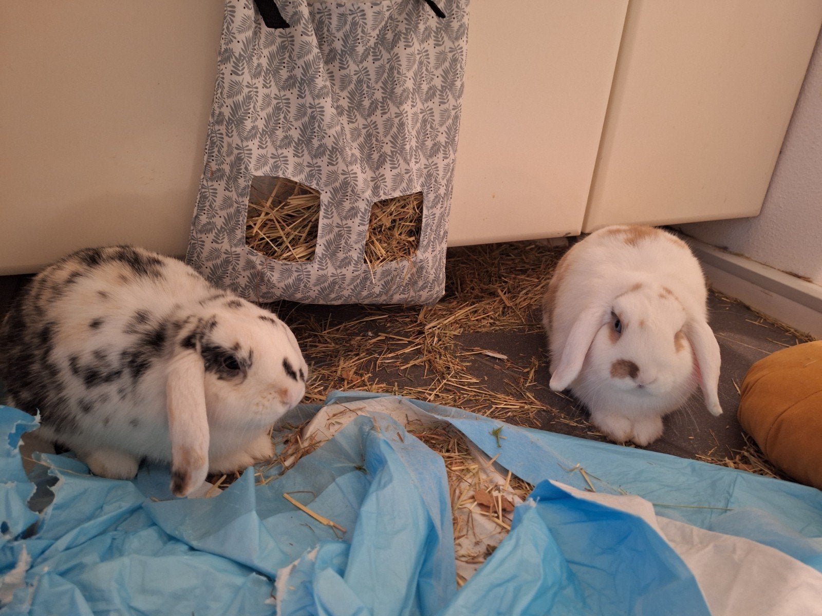 Franse hangoor, Mannelijk, Middelgroot, Hangoor, 0 tot 2 jaar