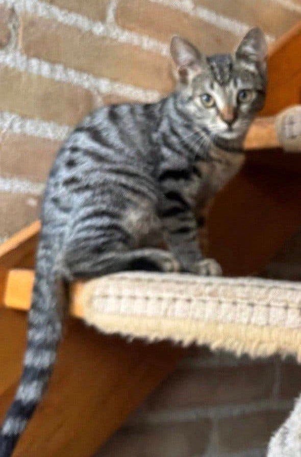Liever toyger kruising kittens, Dieren en Toebehoren, Meerdere dieren, Kortharig, 0 tot 2 jaar