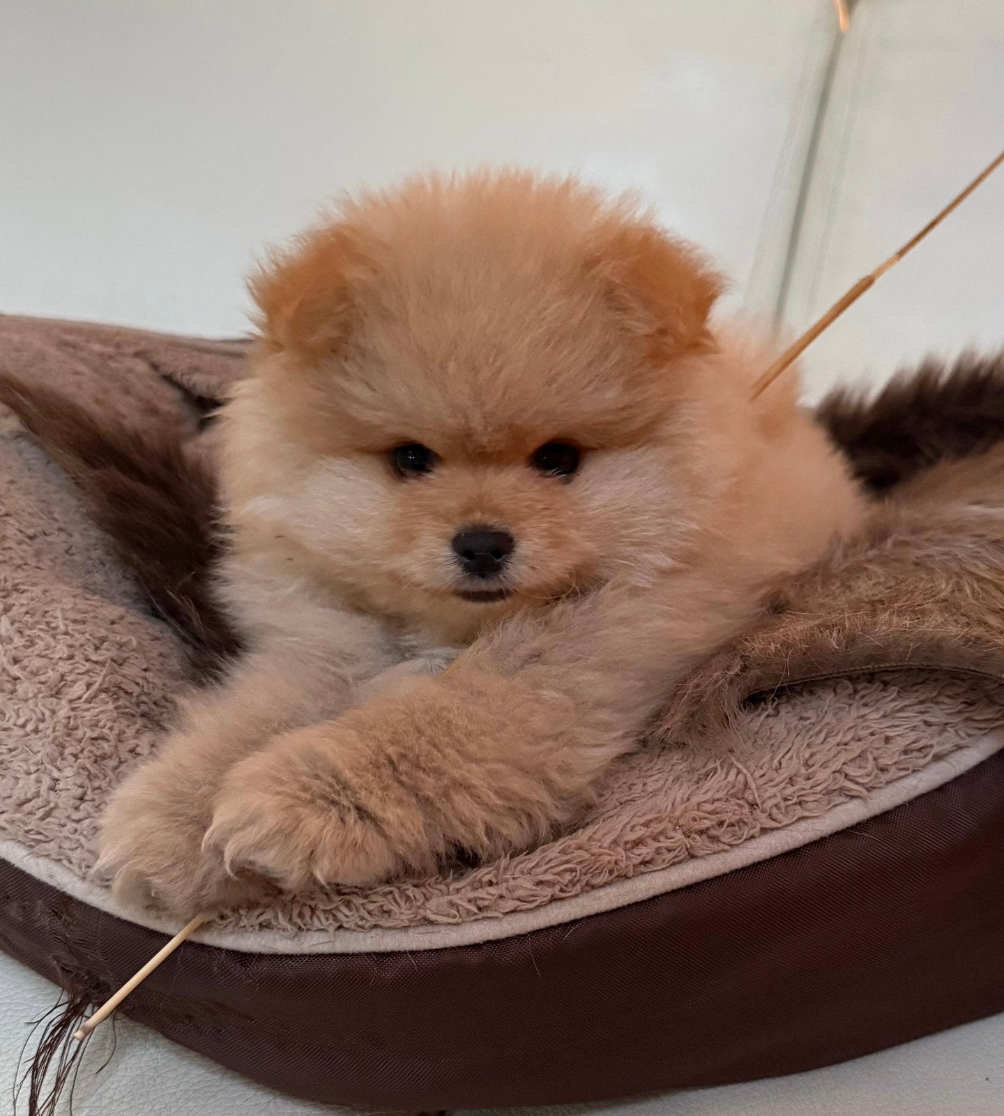 Prachtige Pomeriaan pup, reutje!, Reu, 8 tot 15 weken, Eén hond, Nederland